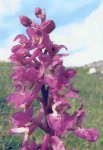 Close up of an early purple orchid